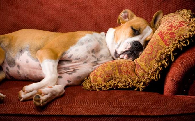 Tips for Finding Pet Friendly Rentals