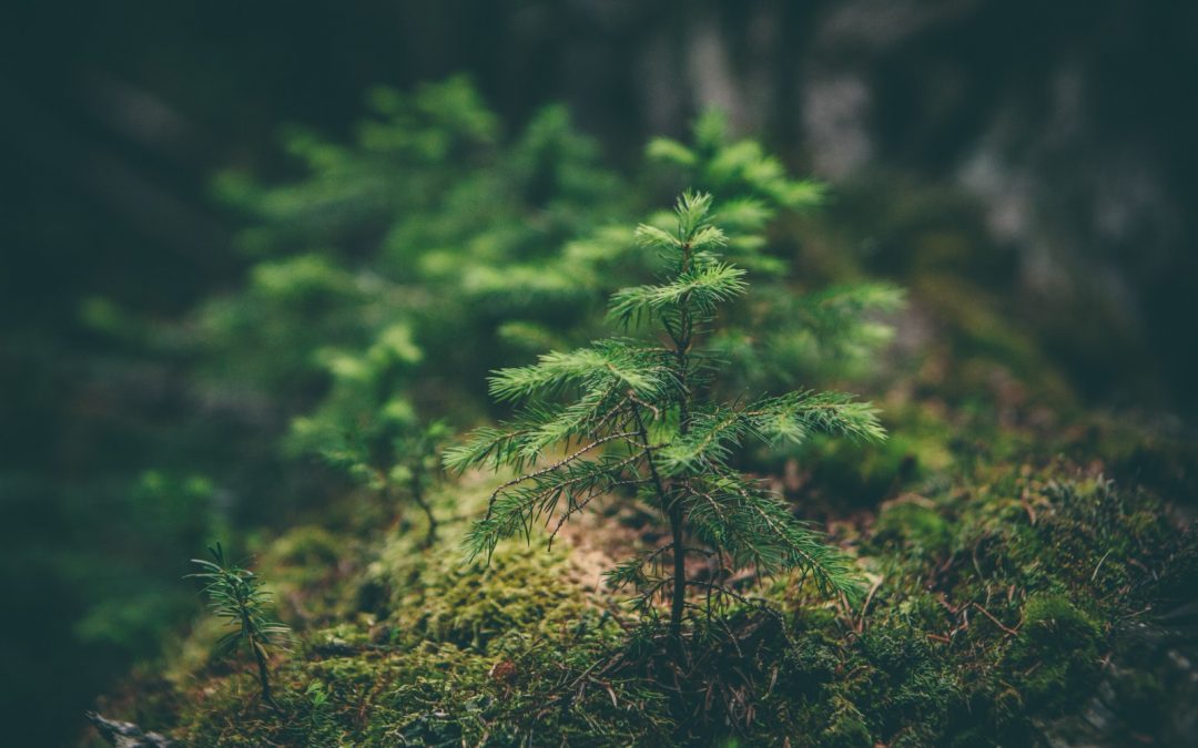 House Washing Experts Becomes a Certified Carbon Neutral Company