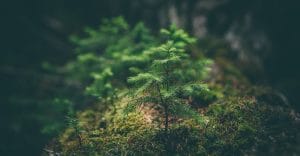 Carbon neutral house washing service using eco-friendly cleaning solutions on a residential home.