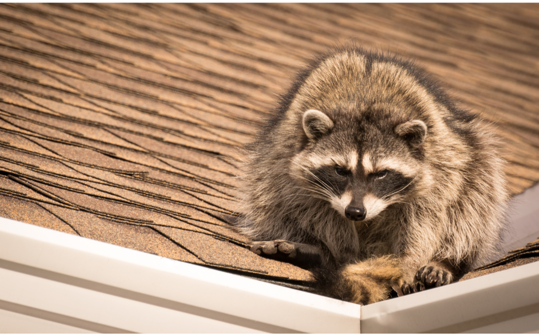 Everything You Need To Know About Animal Roof Damage
