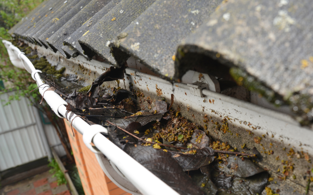 Pest Infestation As a Consequence of Neglecting Your Gutters