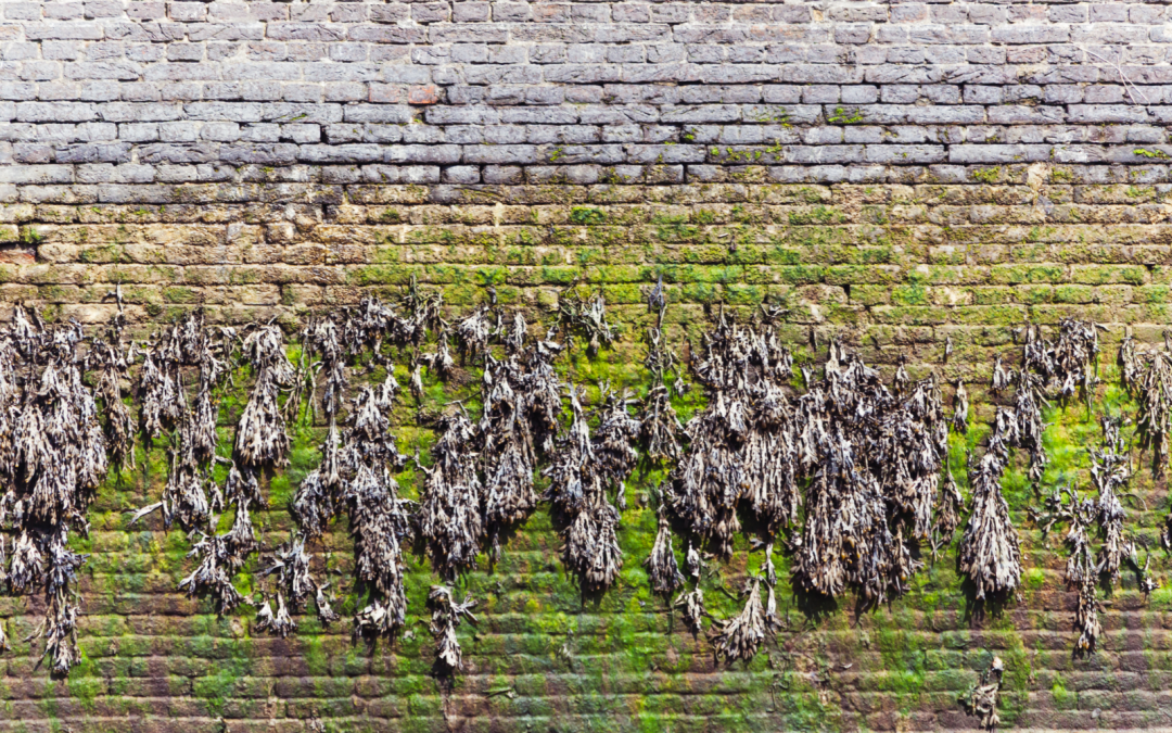 5 Common Signs of Neglected Exterior Walls