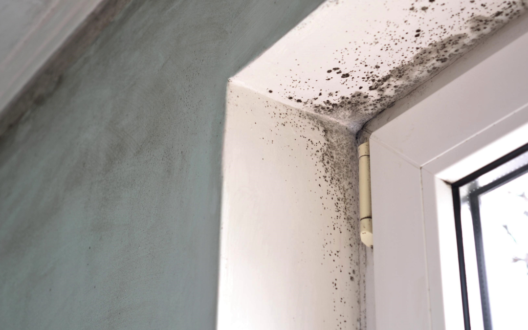 7 Ways To Eliminate Shotgun Spores In Your House